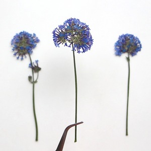 <span class=keywords><strong>Fleur</strong></span> séchée de <span class=keywords><strong>verveine</strong></span> de saule, spécimen végétal pressé, marque-page, cadre photo, <span class=keywords><strong>fleur</strong></span> pressée pour bricolage et collage - Product Image 5