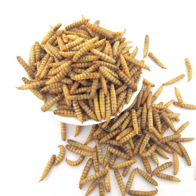 干黑兵蝇幼虫BSF昆虫厂批发宠物食品| Alibaba.com
