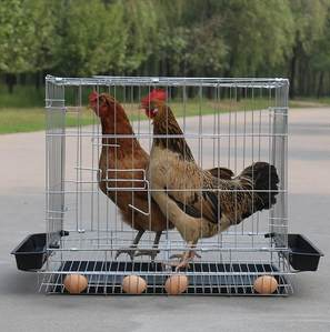 <span class=keywords><strong>Fil</strong></span> d'acier galvanisé <span class=keywords><strong>Fil</strong></span> barbelé pour clôtures, <span class=keywords><strong>diamètre</strong></span> du <span class=keywords><strong>fil</strong></span>: 2.5-4mm - Product Image 2