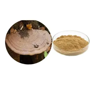 Gloeostereum incarnatum Extract GloeostereumincarnatumS.Ito.etImai Extract powder polysaccharide 10%-50% UV