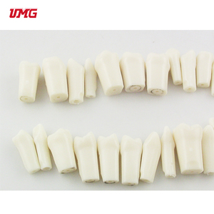 32 Cái 1: 1 Đơn <span class=keywords><strong>Taproot</strong></span> Vĩnh Viễn Răng Hạt Máy Tính Bảng Mô Phỏng Răng Mô Hình Răng Khoang - Product Image 5