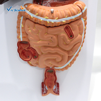 Modelo Anatómico del Sistema Digestivo Humano, Modelo Completo del Tracto Alimentario para la Enseñanza Médica en Gastroenterología, CE/ISO/ROHS/CNAS