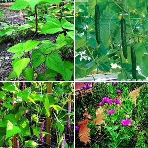 Rete di supporto per piante Huike bianca da 6 pollici con bordo <span class=keywords><strong>a</strong></span> griglia <span class=keywords><strong>a</strong></span> doppia rinforzatura, robusta e durevole - Product Image 5