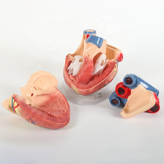 Anatomy Teaching Demonstration of Organ Model in Biological Garden of Medical Brain and Heart Sculpture Science Building