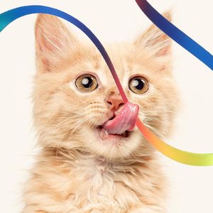 En gros, Baguette interactive arc-en-ciel pour chat avec ruban coloré et breloque, pour chatons - Product Image 4