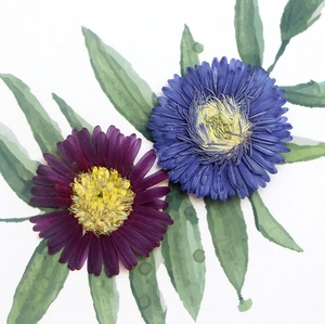 Real prensado Symphyotrichum Novi-belgii flor hoja seca <span class=keywords><strong>Aster</strong></span> Novi-belgii pegatina Nueva York <span class=keywords><strong>Aster</strong></span> epoxi graduación del Día <span class=keywords><strong>de</strong></span> la madre - Product Image 3