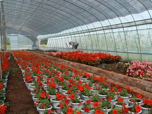 ฟิล์มพลาสติก<span class=keywords><strong>2018</strong></span>ป้องกันแสงแดดสำหรับใช้ในฟาร์มฟิล์มพลาสติกสำหรับเรือนกระจกทางการเกษตรดีไซน์แบบกันแสง UV - Product Image 5