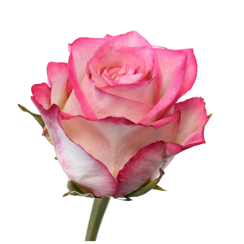 Premium Kenyan potongan bunga segar Navara merah muda gradien mawar berkepala besar 40cm batang grosir ritel potongan segar mawar