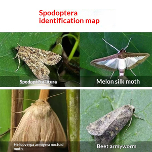Leurre phéromone sexuelle longue durée Spodoptera Exigua pour la surveillance des populations de mites et de coléoptères - Product Image 4