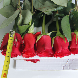 Forniture per San Valentino Rose Rosse Fresche Cherish Red Fiori Freschi dalla Cina Decorazione di Nozze per la Casa - Product Image 5