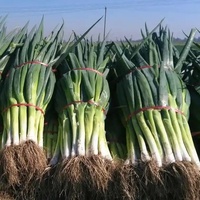 Chinois frais échalote printemps oignon 5 KG Carton frais poireau nouvelle récolte exportation vers le japon corée singapour