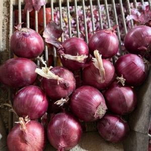 Cebolla Roja de Shandong, Cosecha 2026, 8cm, Fresca, 10kg, Producto de Rich Farmer, Enviada <span class=keywords><strong>a</strong></span> Canadá - Product Image 5
