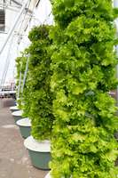 Système de culture hydroponique vertical pour ananas avec éclairage LED, structure en ABS, arrosage automatique complet pour usage agricole