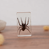 Taxidermie Spécimen Résine Artisanat Spécimens Animaux Préservés Presse-Papier Bloc Incorporation Spécimen Mantis