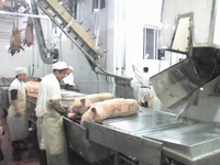 Pompe à moteur à roulement pour équipement d'abattoir de porcs, table de vidange d'eau à viscères en acier inoxydable à haute efficacité, vente directe d'usine