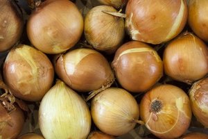 Trung Quốc Vàng hành tây ferma hành tây rau chất lượng hành tây hạt giống để bán - Product Image 4