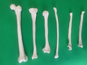 Skelet Model Opperarmbeen Hoge Kwaliteit Menselijke <span class=keywords><strong>Humerus</strong></span> Natuurlijke Grootte - Product Image 6