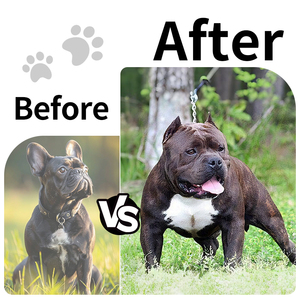 Ganancia muscular Masticables suaves de alta proteína con L-carnitina y vitamina D3 para perros Desarrollo muscular y recuperación Construcción de masa corporal - Product Image 5