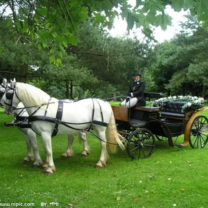 Speciale Vervoer Paard Winkelwagen Vervoer Fabrikant