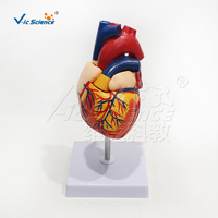 Modelo de Corazón Natural Grande, Ecológico, de PVC Reutilizable, para Demostración de Estructura, para Enseñanza de Anatomía en Laboratorios Médicos, con Certificaciones CE/ISO/ROHS/CNAS