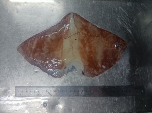 <span class=keywords><strong>ปีก</strong></span><span class=keywords><strong>ปลาหมึก</strong></span><span class=keywords><strong>ยักษ์</strong></span>แช่แข็งคุณภาพสูง <span class=keywords><strong>ปีก</strong></span><span class=keywords><strong>ปลาหมึก</strong></span>อินเดีย ราคาดี - Product Image 4