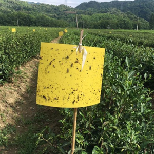 Papan kartu lengket plastik padat sekali pakai biru kuning 25*40CM perangkap lem dua sisi untuk serangga terbang pengendalian hama - Product Image 5