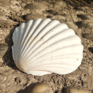 SCALLOP SHELL - SEASHELL <b>CRAB</b> SHELL for CRAFTS - Product Image 4