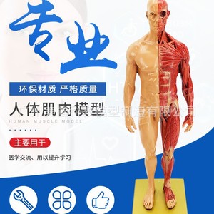 Modèle de crâne à l'échelle 1:1 (30 cm) pour usage médical et artistique, anatomie musculo-squelettique humaine. - Product Image 2