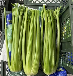 Sedano verde sedano di alta qualità fabbrica di sedano fresco nuovo raccolto - Product Image 1