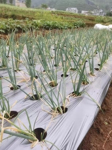 <span class=keywords><strong>Film</strong></span> de paillage plastique anti-UV <span class=keywords><strong>noir</strong></span>, <span class=keywords><strong>film</strong></span> de paillage <span class=keywords><strong>agricole</strong></span> en PE <span class=keywords><strong>noir</strong></span>, couverture de sol en plastique argenté pour la culture du maïs, des fruits et des légumes - Product Image 4