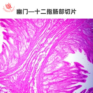Muestras microscópicas del sistema digestivo, incluyendo preparados de estómago, esófago, intestino delgado y intestino grueso. - Product Image 2