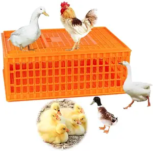 Caja de transporte de pollos de granja, montaje de autosujeción y caja de pollo de doble chip