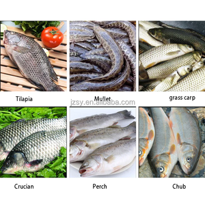 Hoch effiziente automatische Fischreinigungs-Tötung maschine aus rostfreiem Stahl - Product Image 6
