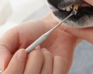 Modern Eco-friendly Stainless Steel Pet Dental Tartar Tool-Migougou Oral Cleaning Kit <strong>for</strong> <strong>Dogs</strong> <strong>Removing</strong> <strong>Plaque</strong> and Stains - Product Image 6