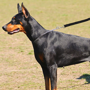 Laisse extensible en nylon réfléchissant, robuste, durable, élastique, pour la marche et la course, pour petits et moyens animaux - Product Image 5