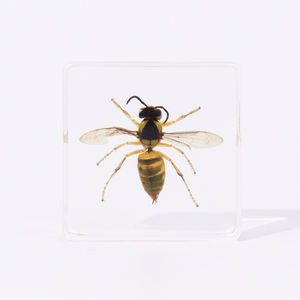 गर्म बिक्री वास्तविक पशु टैक्सीडेडेमी वॉस्प रेसिन नमूना संग्रह के लिए शैक्षिक उपकरण - Product Image 2