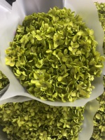 Dekorative Blumen Langlebige Echte Getrocknete Konservierte Grüne Hortensien - Chinesisches Neujahr & Muttertag Fabrikpreis