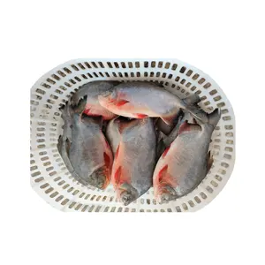 बिक्री के लिए लाल pacu Taiseng Seafoods मछली लाल pomfret प्रकार