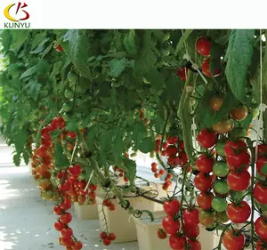 Gothic Arch Greenhouse Tropical Hydroponic System Agriculture Growing Sawtooth Plant House Tomato Planting For Sale