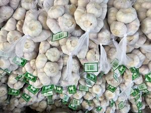 Aglio Fresco di Alta Qualità dalla Cina, Aglio Bianco Puro/Normale, Prezzo all'Ingrosso, Esportatore di Fabbrica - Product Image 3