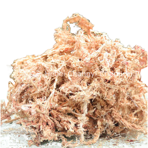 Live Super <strong>Sphagnum</strong> <strong>Moss</strong> Premium Quality Customizable Precision <strong>for</strong> Orchids Modern Style Best <strong>Sphagnum</strong> <strong>Moss</strong> <strong>for</strong> <strong>Sale</strong> - Product Image 1