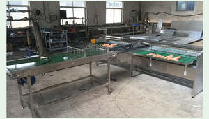 Clasificadora y Calibradora Automática de Vegetales de Alta Calidad con Acero Inoxidable 304 para Procesamiento de Vegetales - Product Image 5