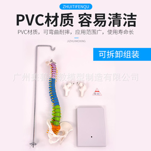 Modelo de Columna Vertebral Humana de 45 cm con Pelvis, Fémur, Coxis, Vértebras Lumbares y Cervicales (Tipo Colgante) - Product Image 5