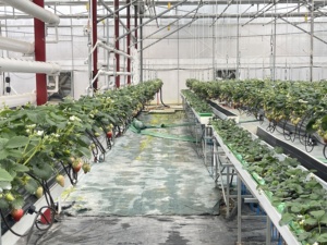 <span class=keywords><strong>Il</strong></span> grande <span class=keywords><strong>canalone</strong></span> idroponico commerciale NFT si aggiunge alla fragola idroponica verticale della serra - Product Image 5