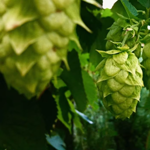 Nhà máy cung cấp chiết xuất hoa bia <span class=keywords><strong>Humulus</strong></span> <span class=keywords><strong>Lupulus</strong></span>, chất lượng tốt và giá cả tốt nhất - Product Image 1