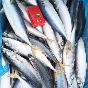 Frozen Pacific Mackerel Fish Suppliers Mackerel Price