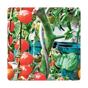 Plant tomato planting support tomato spiral support stakes for tomato plant