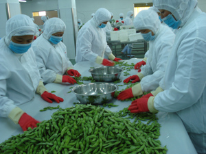 Légumes <span class=keywords><strong>de</strong></span> soja vert Légumes <span class=keywords><strong>de</strong></span> soja frais congelés IQF Haricots Edamame congelés Edamame avec dosettes - Product Image 3