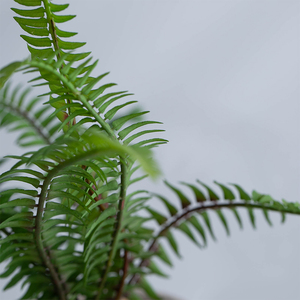 Deco piante grasse bianco verde grigio tre della banda di colore del modello di porcellana pianta alti piccoli vasi - Product Image 5