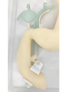 Simulateur de système gastroduodénal et biliaire pour l'enseignement de la science médicale, modèle de formation à l'opération gastroscopique, modèle de formation ERCP - Product Image 4